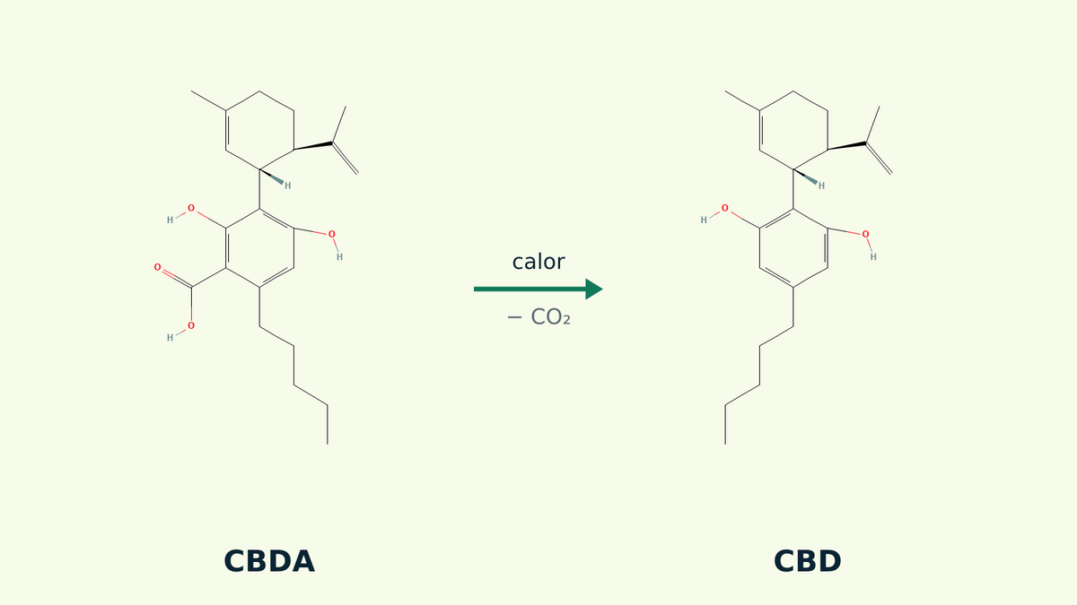 Decarboxilación: con el calor, el CBDA pierde CO₂ y se convierte en CBD