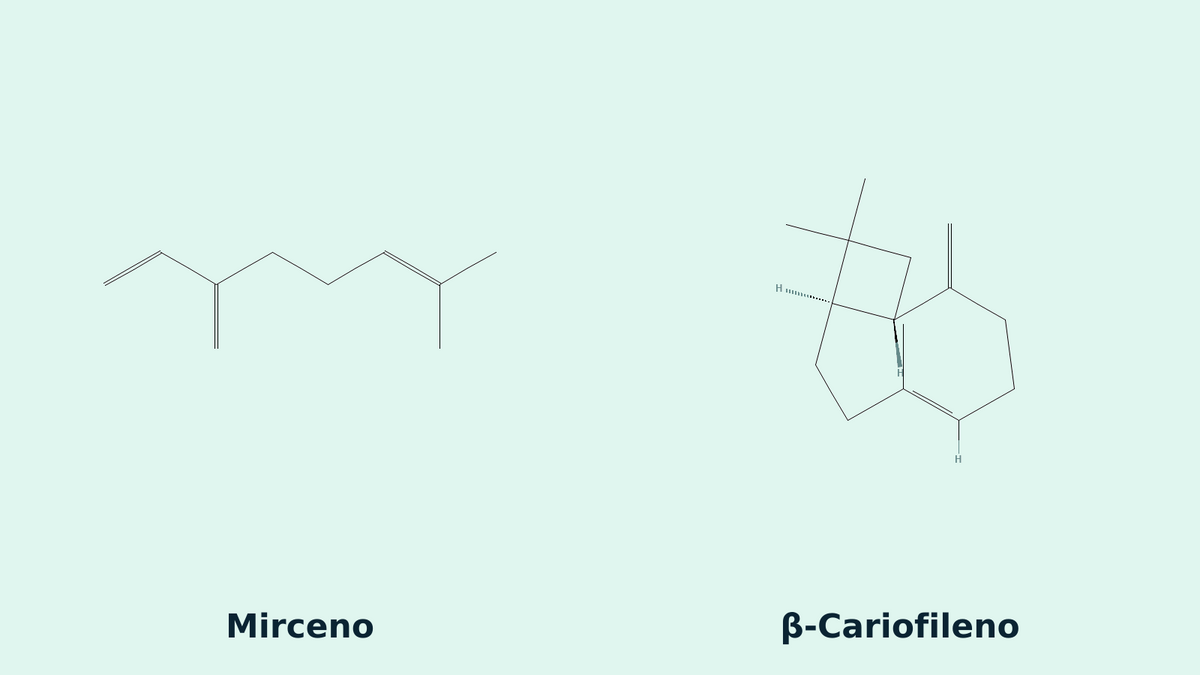Estructuras químicas de Mirceno y β-Cariofileno